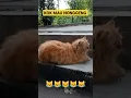 Kok mau nonggeng #shorts #shortsvideo #funny #funnyvideo #cat #catlovers #kucing