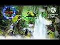Download Lagu suara pikat burung sirtu paling ampuh,suara sirtu ribut seperti di alam liar