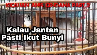 pancingan anis cendana agar gacor