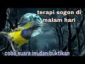 Download Lagu suara sogon cocok buat terapi malam