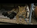 Download Lagu Leopard Adopts Puppy As Her Own – The Ending Will Leave You Speechless