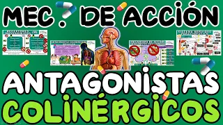 ANTAGONISTAS COLINÉRGICOS MUSCARÍNICOS MECANISMO DE ACCIÓN | GuiaMed