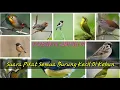 Download Lagu Suara Pikat MP3 Semua Jenis Burung Terbukti Sangat Ampuh