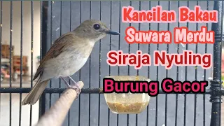 Download BURUNG SIRAJA NYULING MERDU KANCILAN BAKAU GACOR MP3