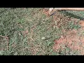 Hula Hoe Weeding Bermuda Grass