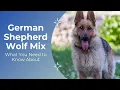 This is What You Need to Know About the German Shepherd Wolf Mix