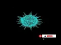 Python Revealed How to Create COVID-19 Animation using turtle Explained