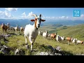 Download Lagu 🌄 The Life of a Mountain Goat in the Alps 🐐