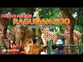 Download Lagu MURAH MERIAH ! Wisata Kebun Binatang Ragunan Zoo | Jakarta Selatan #destinasiid