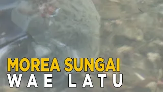 morea salah satu dari banyaknya keunikan di sungai wae latu jelang siang