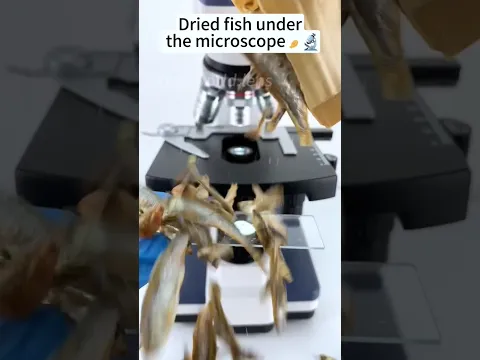 सुखी मछली under the microscope 😱🔬 #shorts #facts #microscope