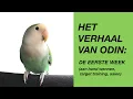Download Lagu Eerste Week Met Een Nieuwe Vogel (target training, aaien)
