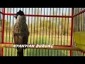 Download Lagu Pancingan untuk TRUCUK dan KUTILANG dengan suara Kutilang isian Trucuk