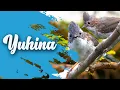 Download Lagu YUHINA NGEROL PANJANG || MASTERAN TERBAIK MURAI BATU,CUCAK IJO DLL 2021