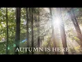 Download Lagu Sunbeams In The Forest 🍁🍂 A Peaceful Autumn Relaxing Vlog