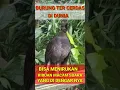 Download Lagu LYREBIRD gacor, burung lyrebird gacor, suara lyrebird gacor
