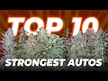 Top 10 Strongest Autoflowering Strains 2022 Fast Buds