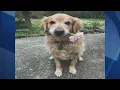 Upstate woman s obituary for late dog goes viral