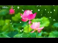 Download Lagu Nhạc Hoa Hay Nhất | Nhạc Phim Khát Vọng | Nhạc Thiền Thư Giãn @AudioTruyen4Y