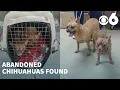 Abandoned Chihuahuas found outside Albany kennel seek new home