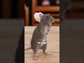 Ratatouille IRL
