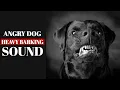 Download Lagu ANGRY DOG BARKING LOUDLY