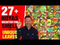 Download Lagu Unboxing 27 Hoya \u0026 2 Dischidia chosen for fragrance, compact or unique leaves or great flowers!