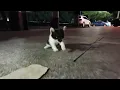 Download Lagu He dragged his hind legs to me for help... I had no idea it was the start of a miracle.