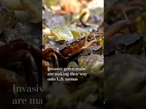 Invasive green crabs are making their way onto U.S. menus