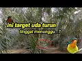 Download Lagu Mikat burung kowul / muncang buat gregeten.