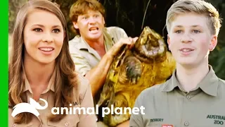 Download Incredible Animal Moments From Season 1 of Crikey! It's The Irwins (Compilation) MP3