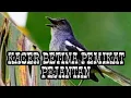 Download Lagu KACER BETINA AMPUH MEMULIHKAN KACER STRES