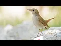 Download Lagu Nagtegaaltje, jij vogel klein