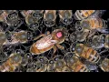 Download Lagu All about Queen bees