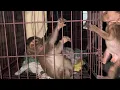 Lagu seeing the 4 monkeys I care for sleeping at night