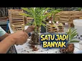 Lagu Tutorial Split Anggrek: Satu Tanaman Jadi Banyak