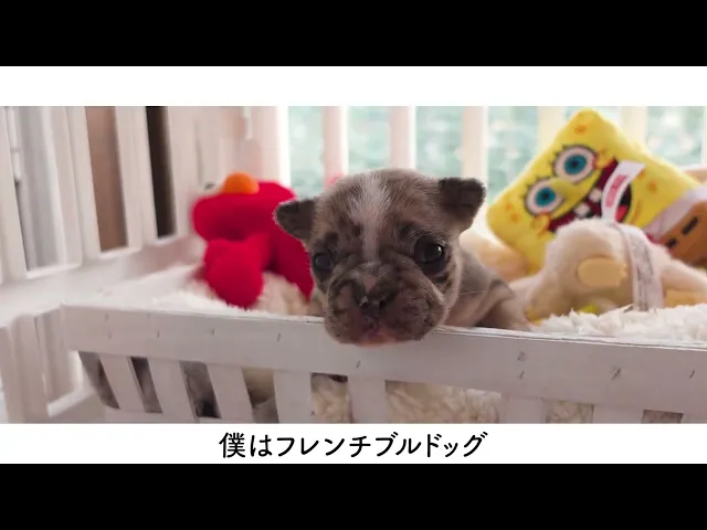 動画