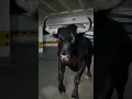 Download Lagu Boi da Cara Preta invadiu nossa garagem 🐂🐂🐂🐂 #trending #shorts #funnyshorts #comedy #ytshort #boi