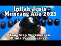 Lagu JENIS MUNCANG ADU INI WAJIB DIMILIKI OLEH DUCANG MANIA | MUNCANG ADU TERBAIK