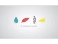 What is Body Composition