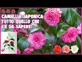 Lagu CAMELIA🌺: CURE e CONSIGLI