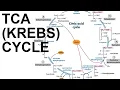 Acid Krebs Cycle