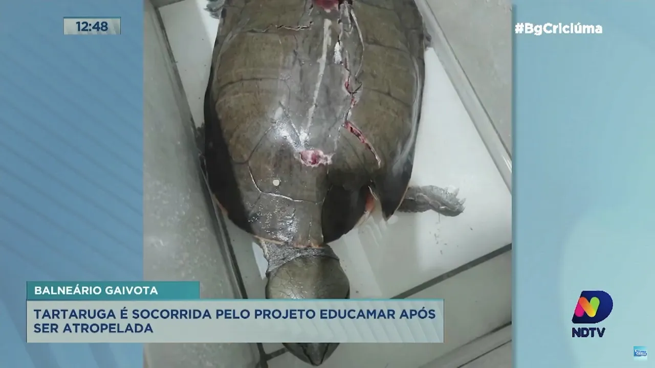 Giro de Notícias: tartaruga resgatada pelo Projeto Educamar após atropelamento