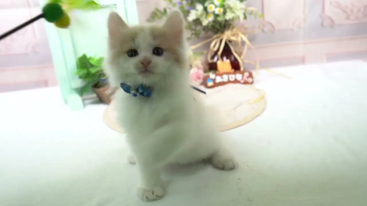 動画