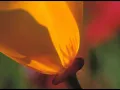 Daniel Santos - Dos Gardenias karaoke letra lyric