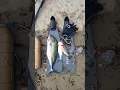 Download Lagu jakpot langsung dapat ikan GT blufin trevaly#spearfishing #music #calmdown