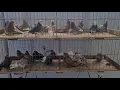 Jedds Bird Supplies - Bird Sale Nov 26 2022