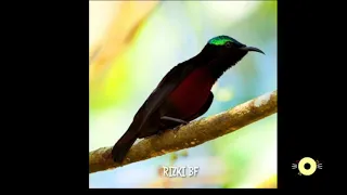 masteran kolibri ninja untuk murai batu