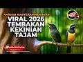 Lagu 🔴 Live Masteran Kekinian 2026 Tembakan Kunti Panjang Cucak Cungkok Gacor vs Srigunting Abu Abu