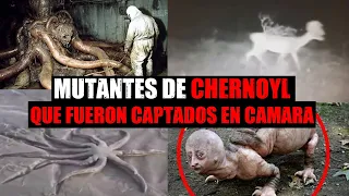 Impactantes MUTANTES captados En CHERNOBYL